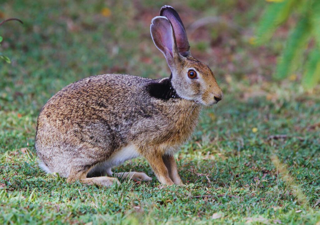 Indian Hare Facts: Discover the Wild Rabbit