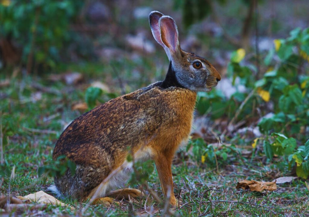 Indian Hare