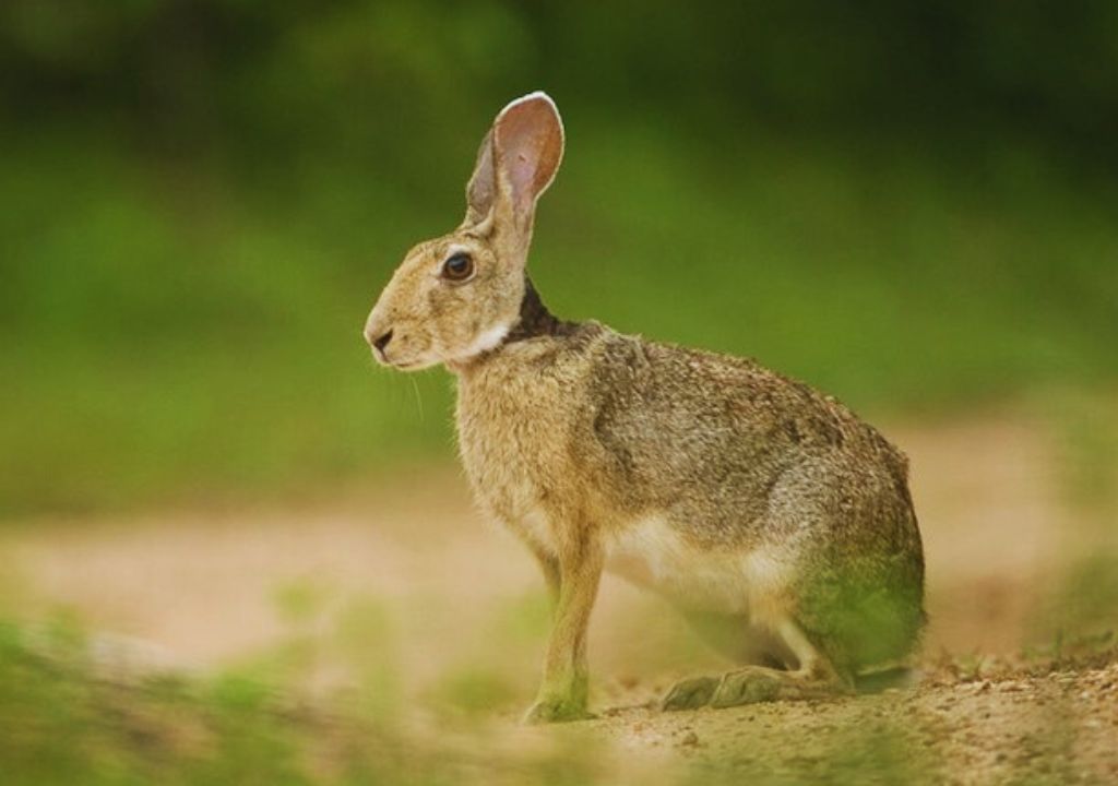 Indian Hare