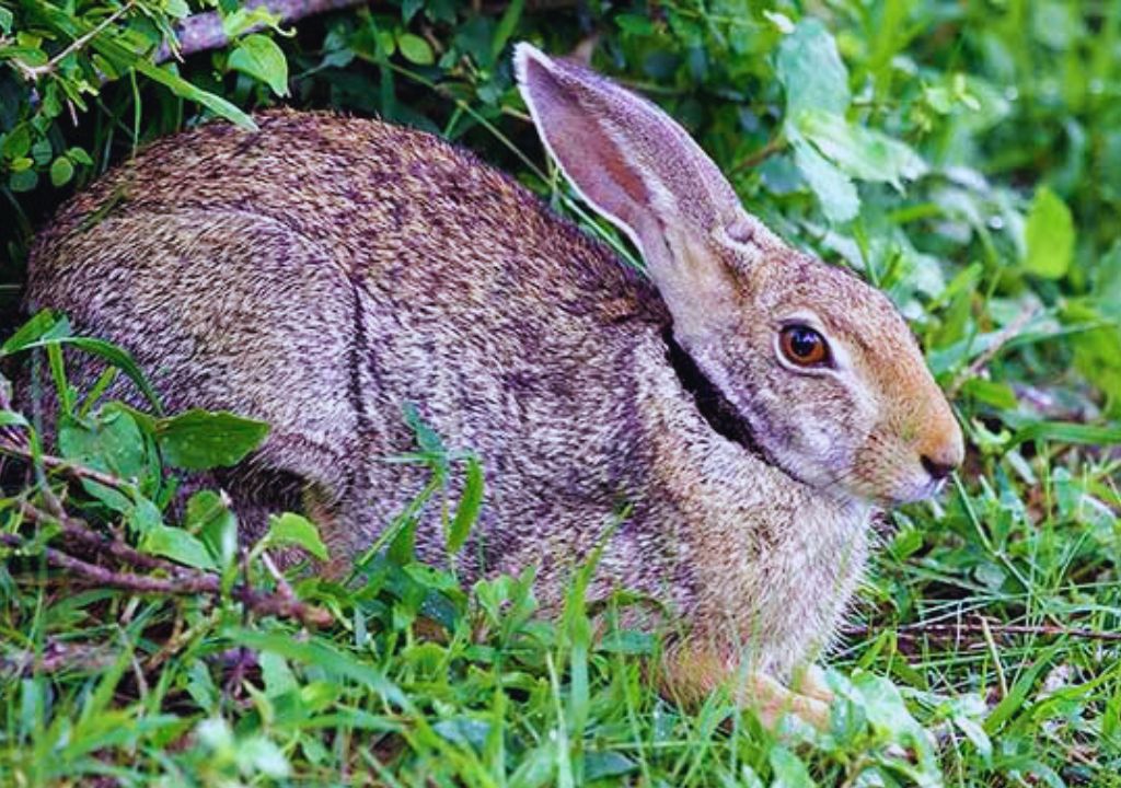 Indian Hare